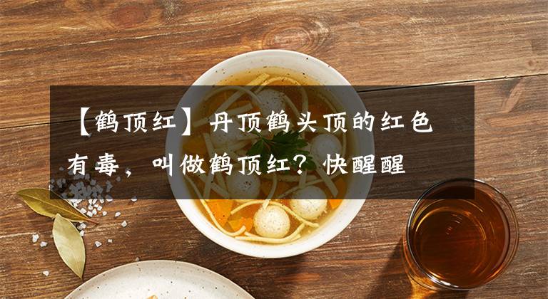 【鹤顶红】丹顶鹤头顶的红色有毒，叫做鹤顶红？快醒醒