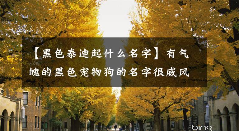 【黑色泰迪起什么名字】有气魄的黑色宠物狗的名字很威风-可爱
