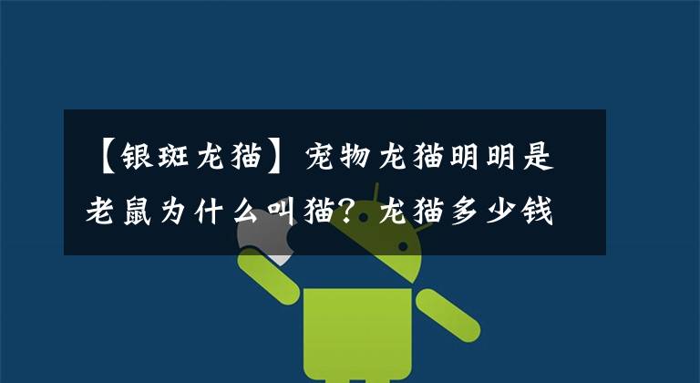 【银斑龙猫】宠物龙猫明明是老鼠为什么叫猫？龙猫多少钱一只？