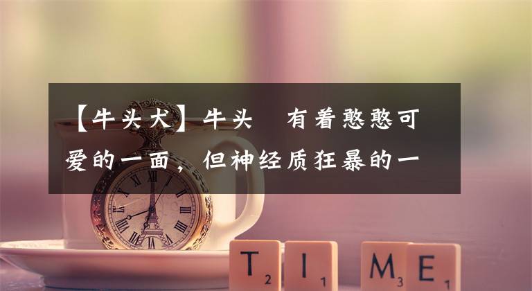 【牛头犬】牛头㹴有着憨憨可爱的一面,但神经质狂暴的一面,让人真的很恐惧