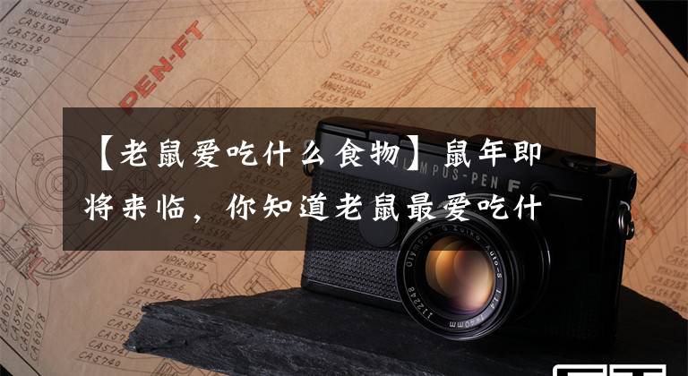 【老鼠爱吃什么食物】鼠年即将来临，你知道老鼠最爱吃什么？Jerry错了