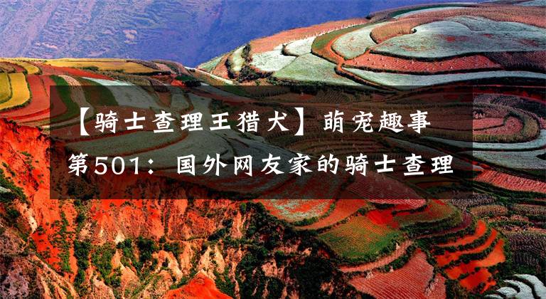 【骑士查理王猎犬】萌宠趣事第501：国外网友家的骑士查理王小猎犬生了宝宝！软萌