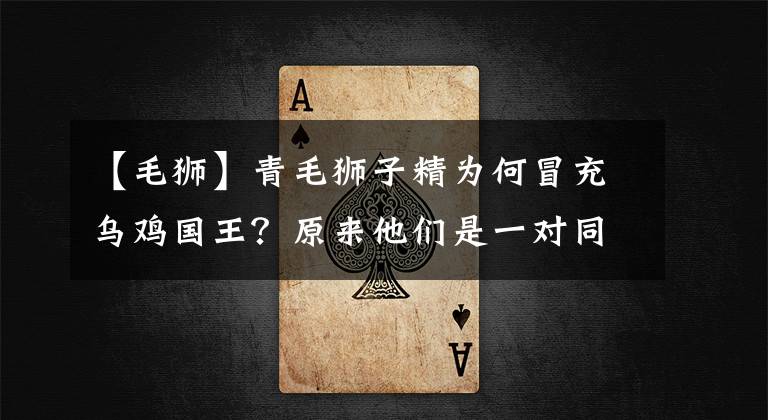 【毛狮】青毛狮子精为何冒充乌鸡国王？原来他们是一对同性恋？