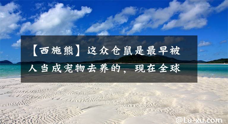 【西施熊】这众仓鼠是最早被人当成宠物去养的,现在全球各地都有人在饲养