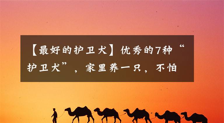 【最好的护卫犬】优秀的7种“护卫犬”，家里养一只，不怕小偷会进屋