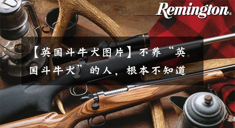【英国斗牛犬图片】不养“英国斗牛犬”的人，根本不知道这几大好处