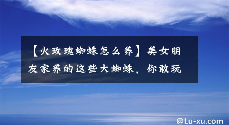 【火玫瑰蜘蛛怎么养】美女朋友家养的这些大蜘蛛,你敢玩吗?