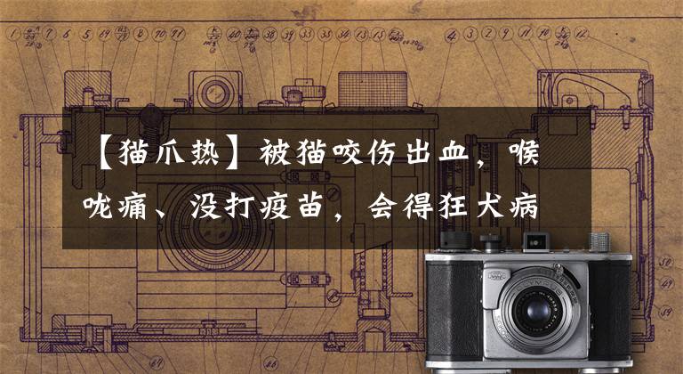 【猫爪热】被猫咬伤出血，喉咙痛、没打疫苗，会得狂犬病吗？