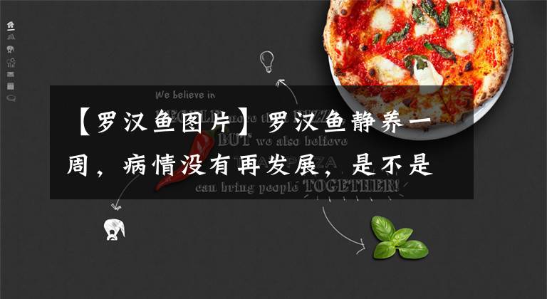 【罗汉鱼图片】罗汉鱼静养一周，病情没有再发展，是不是还有救呢？