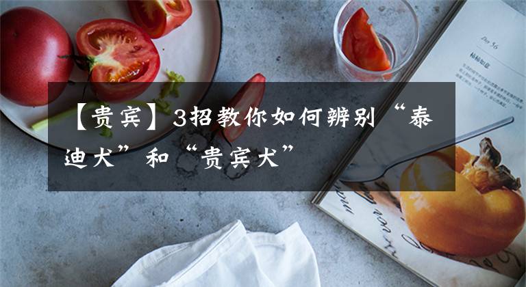 【贵宾】3招教你如何辨别“泰迪犬”和“贵宾犬”