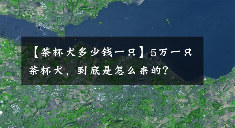 【茶杯犬多少钱一只】5万一只茶杯犬，到底是怎么来的？