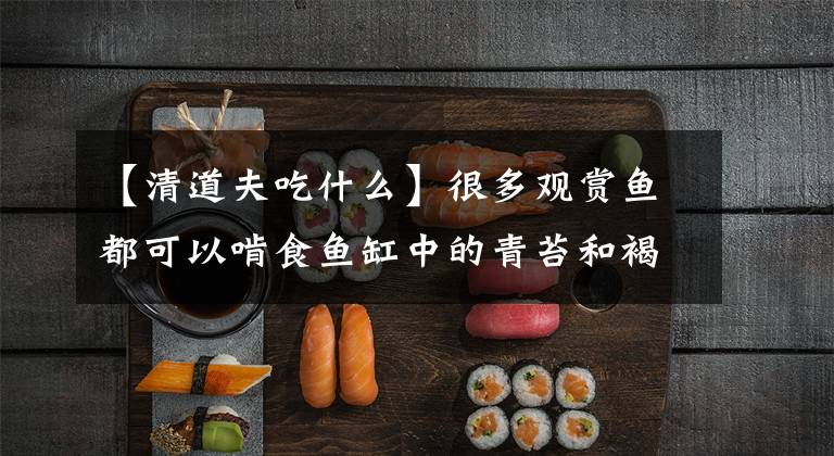 【清道夫吃什么】很多观赏鱼都可以啃食鱼缸中的青苔和褐藻!