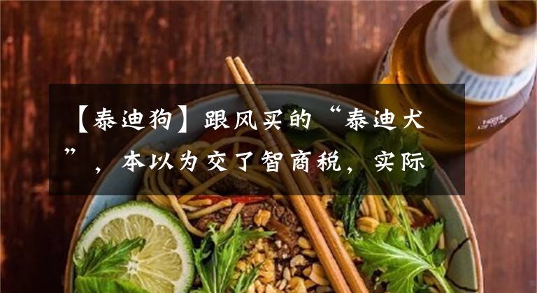 【泰迪狗】跟风买的“泰迪犬”,本以为交了智商税,实际越养越上瘾