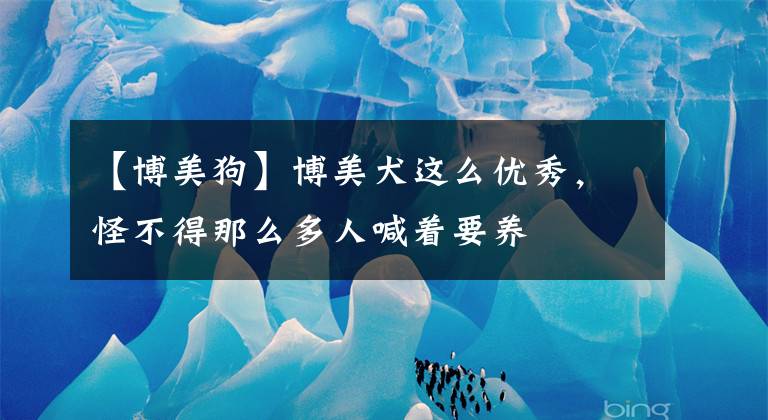 【博美狗】博美犬这么优秀，怪不得那么多人喊着要养