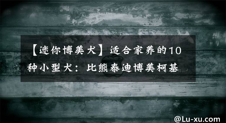【迷你博美犬】适合家养的10种小型犬:比熊泰迪博美柯基你最喜欢哪种?