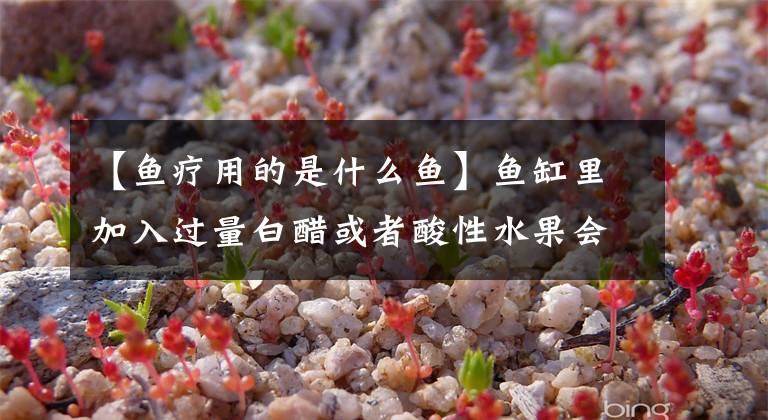 【鱼疗用的是什么鱼】鱼缸里加入过量白醋或者酸性水果会死鱼吗，至少草金鱼安然无恙