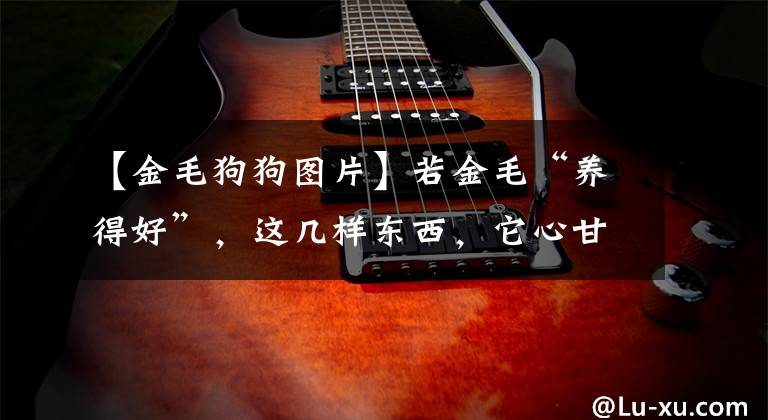【金毛狗狗图片】若金毛“养得好”，这几样东西，它心甘情愿给你碰