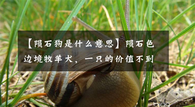 【陨石狗是什么意思】陨石色边境牧羊犬,一只的价值不到10万人。