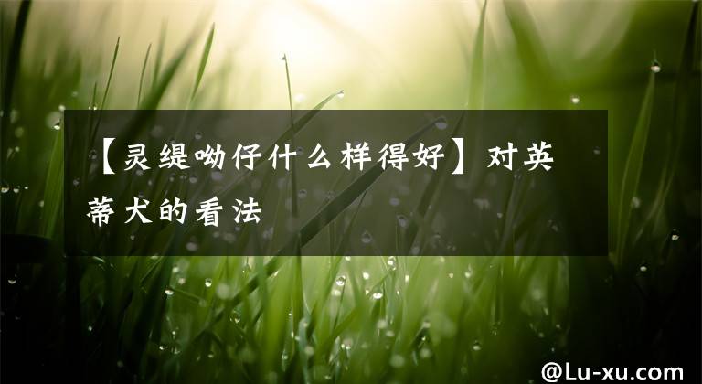 【灵缇呦仔什么样得好】对英蒂犬的看法