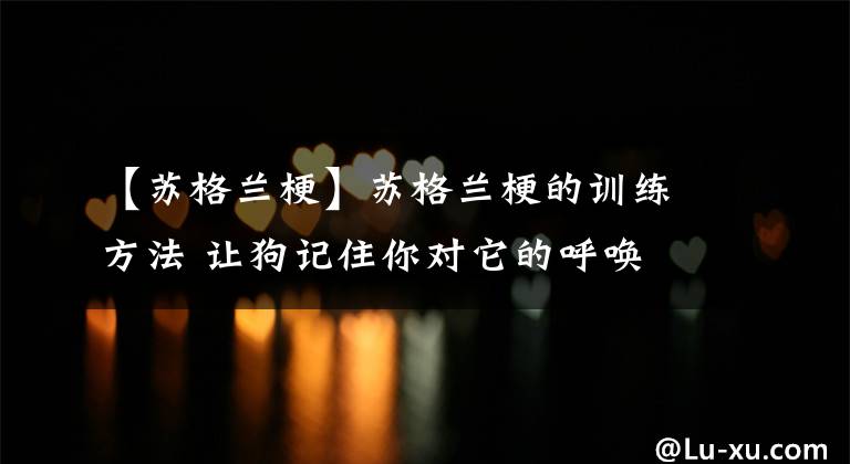 【苏格兰梗】苏格兰梗的训练方法 让狗记住你对它的呼唤