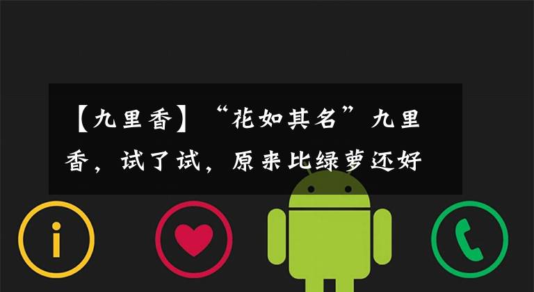 【九里香】“花如其名”九里香，试了试，原来比绿萝还好养