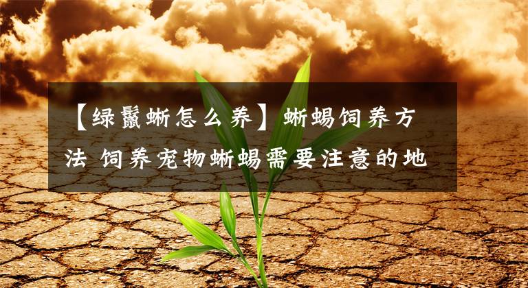 【绿鬣蜥怎么养】蜥蜴饲养方法 饲养宠物蜥蜴需要注意的地方