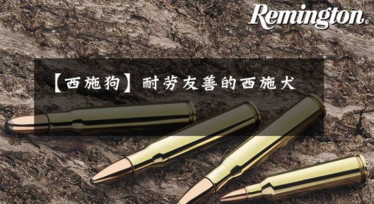 【西施狗】耐劳友善的西施犬