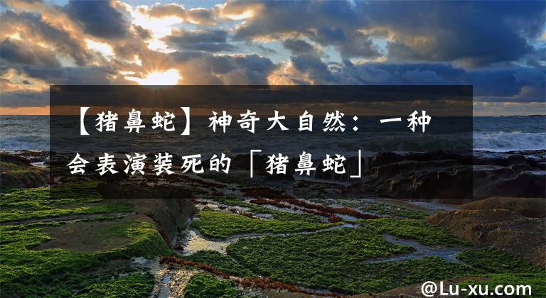 【猪鼻蛇】神奇大自然：一种会表演装死的「猪鼻蛇」