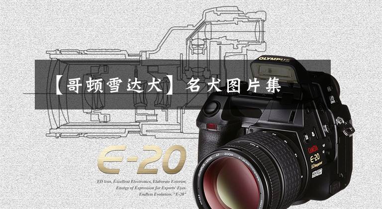 【哥顿雪达犬】名犬图片集