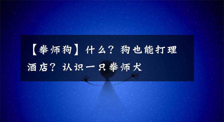 【拳师狗】什么？狗也能打理酒店？认识一只拳师犬