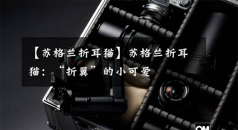 【苏格兰折耳猫】苏格兰折耳猫:“折翼”的小可爱