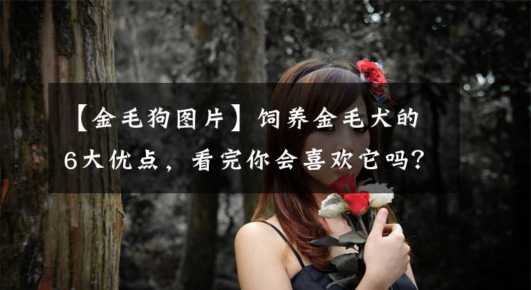 【金毛狗图片】饲养金毛犬的6大优点，看完你会喜欢它吗？