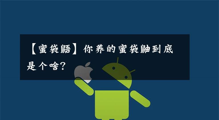 【蜜袋鼯】你养的蜜袋鼬到底是个啥？