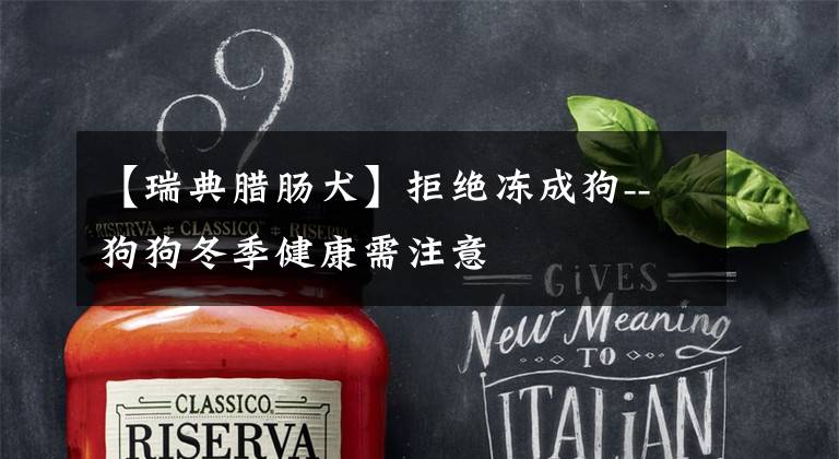 【瑞典腊肠犬】拒绝冻成狗--狗狗冬季健康需注意