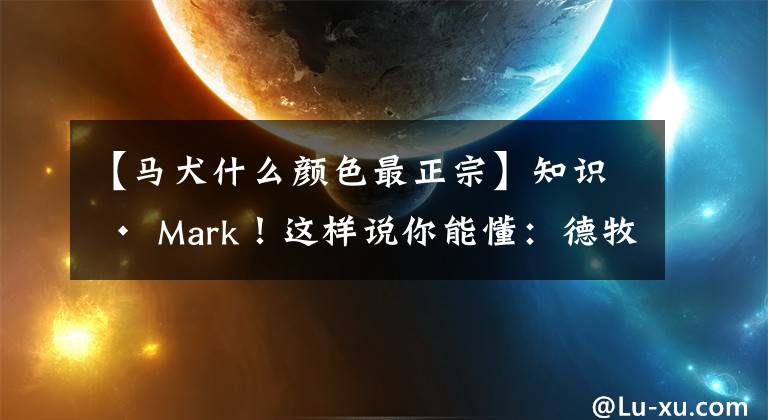 【马犬什么颜色最正宗】知识 · Mark！这样说你能懂：德牧与马犬的区别