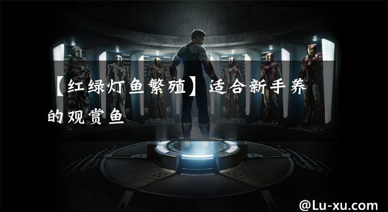 【红绿灯鱼繁殖】适合新手养的观赏鱼