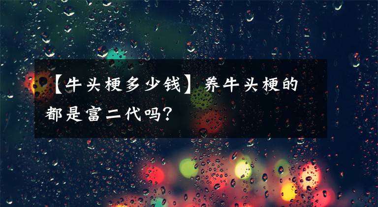 【牛头梗多少钱】养牛头梗的都是富二代吗？