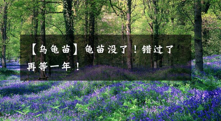 【乌龟苗】龟苗没了!错过了再等一年!