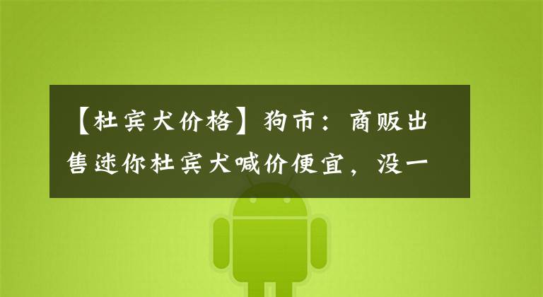 【杜宾犬价格】狗市：商贩出售迷你杜宾犬喊价便宜，没一会就卖掉了！