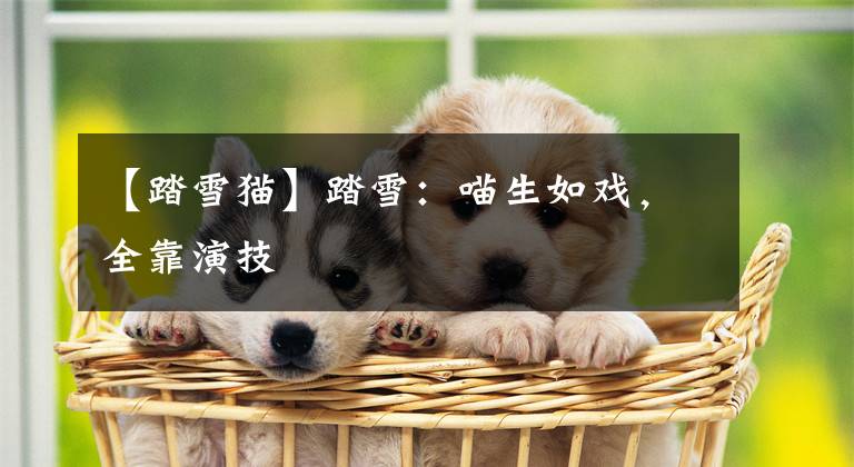 【踏雪猫】踏雪:喵生如戏,全靠演技