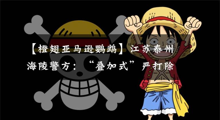 【橙翅亚马逊鹦鹉】江苏泰州海陵警方:“叠加式”严打除患利企惠民
