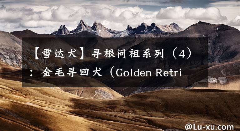 【雪达犬】寻根问祖系列(4):金毛寻回犬(Golden Retriever)