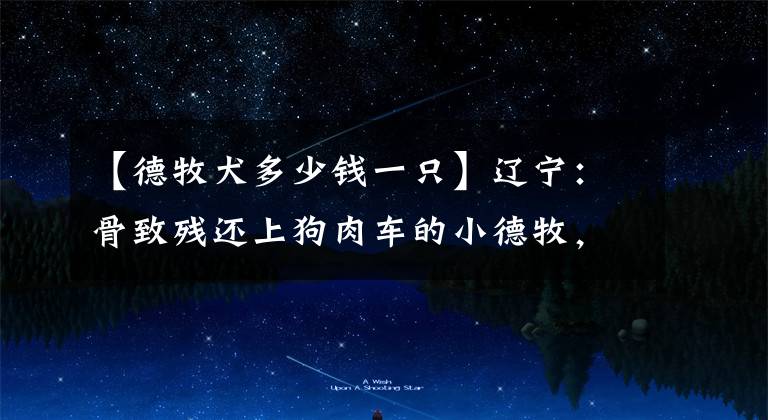 【德牧犬多少钱一只】辽宁:骨致残还上狗肉车的小德牧,虽痊愈机会渺茫,可它依然感恩