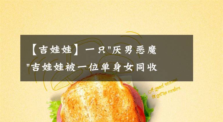 【吉娃娃】一只"厌男恶魔"吉娃娃被一位单身女同收养，这就是命定铲屎官吧