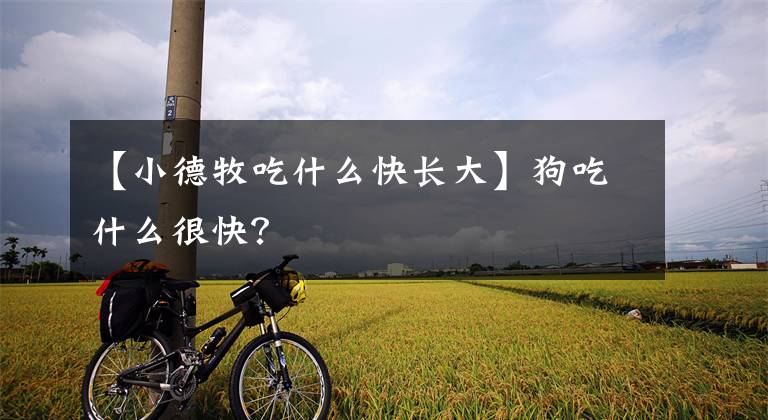 【小德牧吃什么快长大】狗吃什么很快?