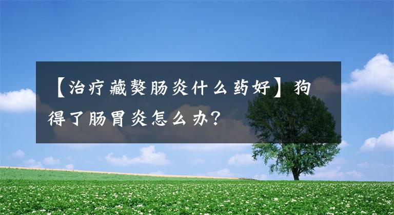 【治疗藏獒肠炎什么药好】狗得了肠胃炎怎么办?