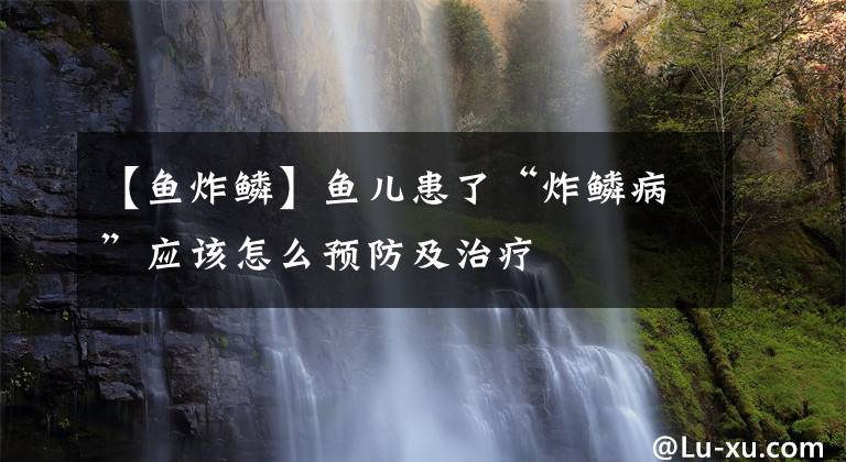 【鱼炸鳞】鱼儿患了“炸鳞病”应该怎么预防及治疗