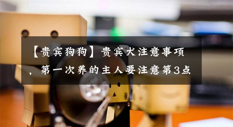 【贵宾狗狗】贵宾犬注意事项，第一次养的主人要注意第3点，别被狗狗欺负了