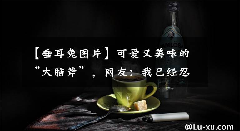 【垂耳兔图片】可爱又美味的“大脑斧”,网友:我已经忍不住喊我妈了