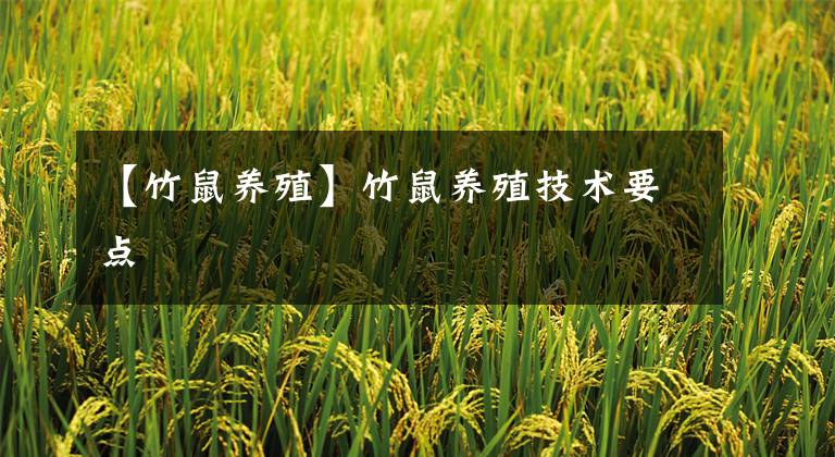 【竹鼠养殖】竹鼠养殖技术要点